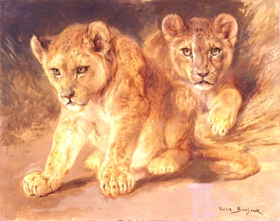 Lion cubs