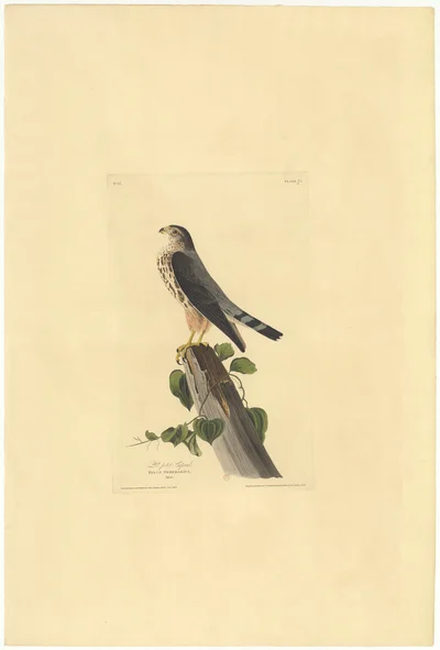 The Little Sparrowhawk (Falco Temerarius)