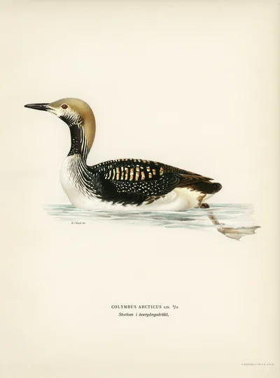 Black-throated Diver (Colymbus Arcticus)