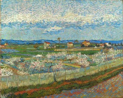 Peach Trees in Blossom