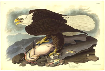 The Bald Eagle (Haliaeetus leucocephalus), Plate 31