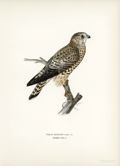 Falco Aesalon (Merlin)