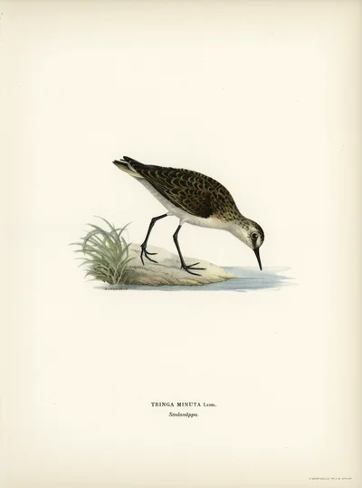 Little Stint (Tringa minuta)