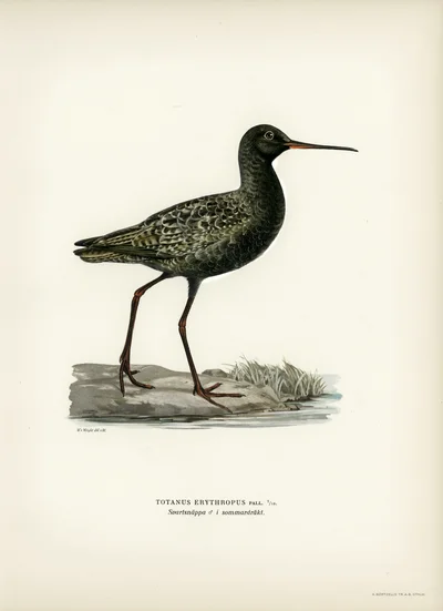 Spotted Redshank (Totanus erythropus) in Summer Plumage