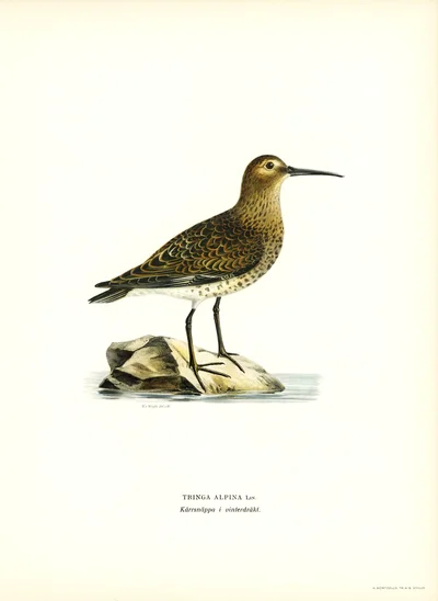 Dunlin in Winter Plumage