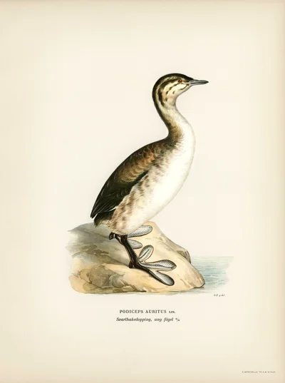 Horned Grebe (Podiceps auritus), young bird
