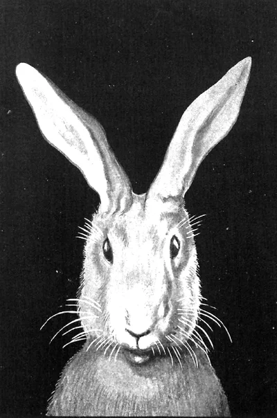 Jules Renard, Histoires naturelles, Le lapin