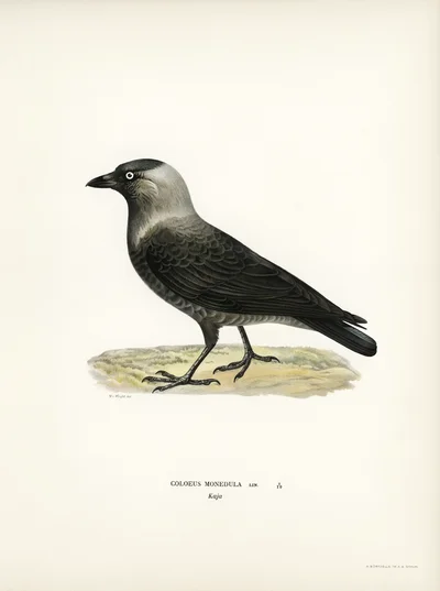 Eurasian Jackdaw (Coloeus monedula)