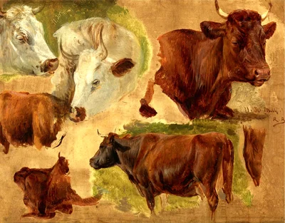 Studies of Standing Bulls