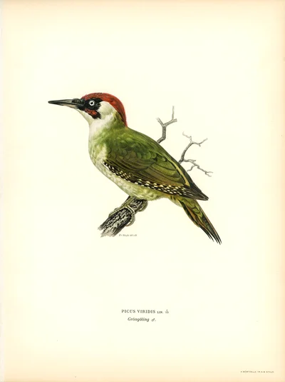 Picus Viridis (European Green Woodpecker)