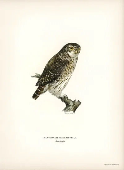Glaucidium passerinum (Eurasian Pygmy Owl)