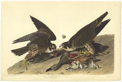 American Peregrine Falcon