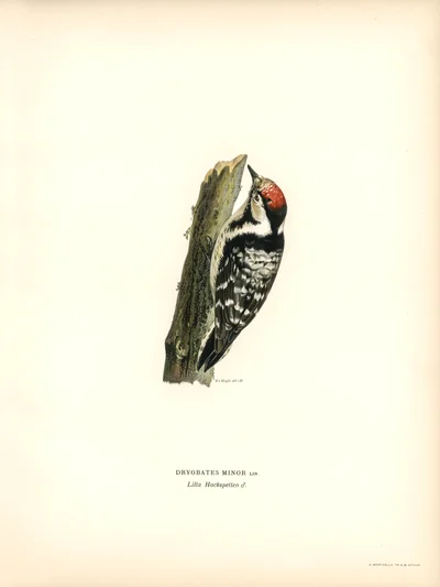 Dryobates Minor (Lesser Spotted Woodpecker)