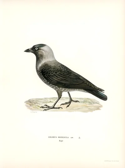 Jackdaw (Coloeus monedula)