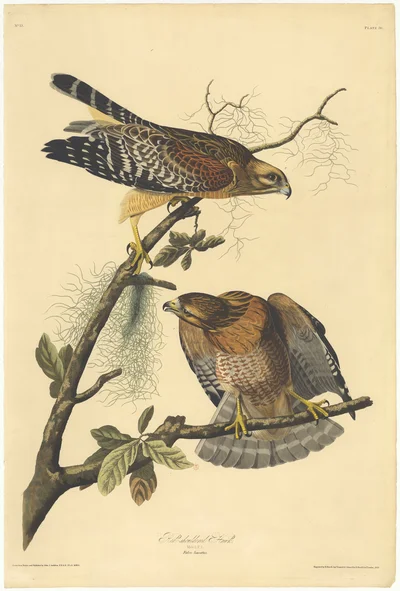 Red-shouldered Hawk (Falco lineatus)