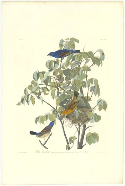 Blue Grosbeak (Plate CXXII)