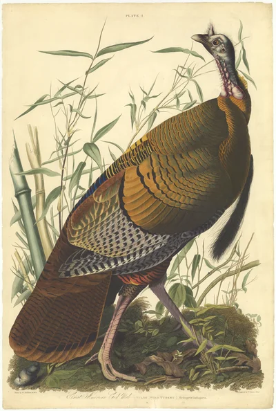 Wild Turkey (Meleagris Gallopavo), Plate I