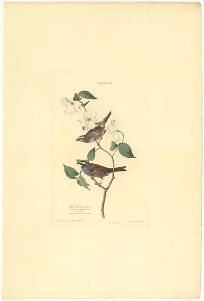 White-Throated Sparrow
