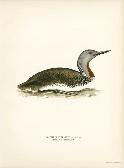 Red-throated Diver (Gavia stellata) in Summer Plumage