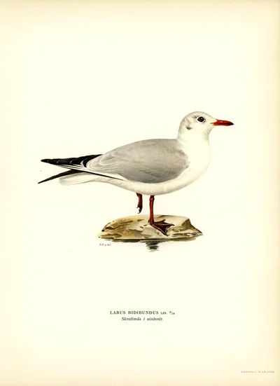 붉은부리갈매기 (Larus ridibundus) 겨울깃