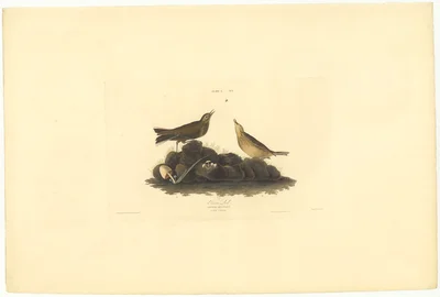 Oven-bird (Turdus Audax)