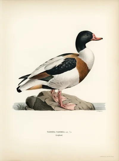 혹부리오리 (Tadorna tadorna)