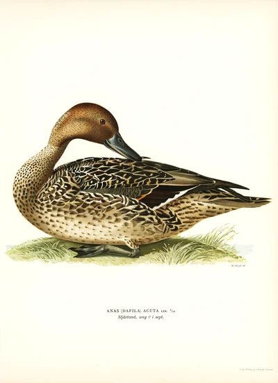 Illustration of a Northern Pintail Duck (Anas acuta)