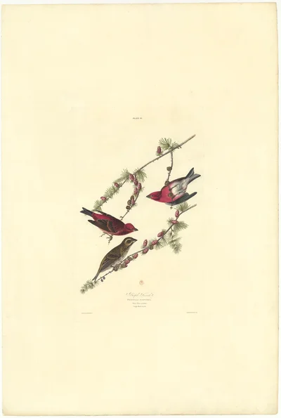 Purple Finch (Plate IV)