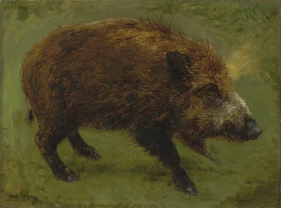 Wild boar