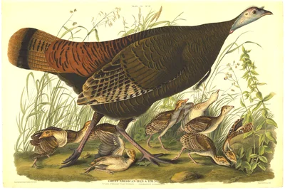 Wild Turkey (Female and Young)