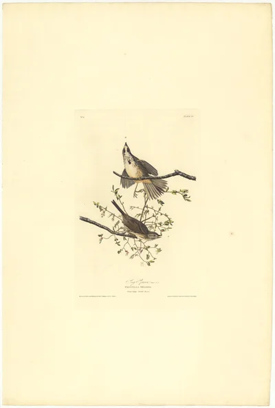 Song Sparrow (Fringilla Melodia), Plate 25