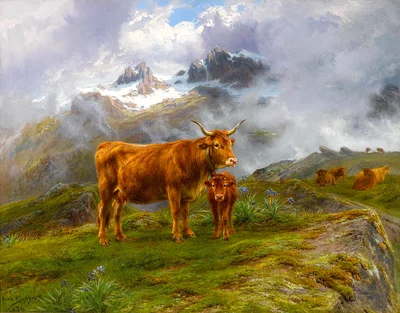 Highland cattle