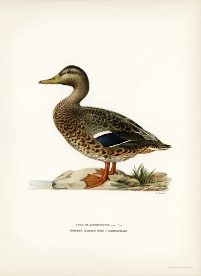 Mallard (Anas platyrhyncha), old male in summer plumage
