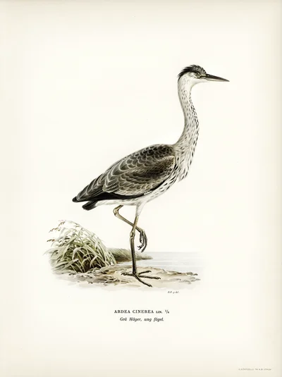 Grey Heron (Young Bird)