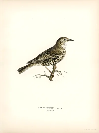 Mistle Thrush (Turdus viscivorus)
