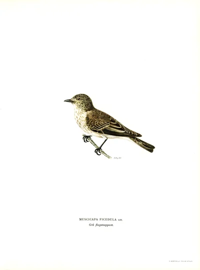 European Pied Flycatcher (Muscicapa Ficedula)