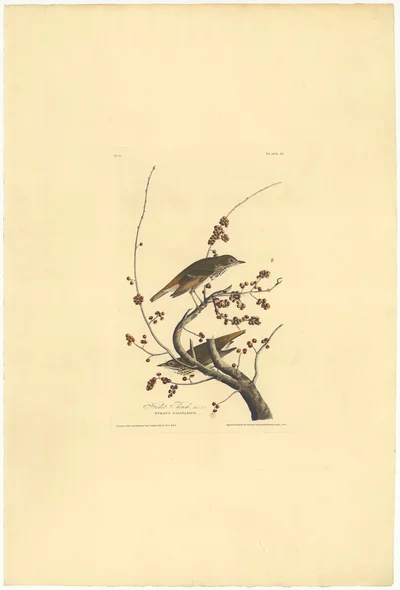 Hermit Thrush (Turdus Solitarius)