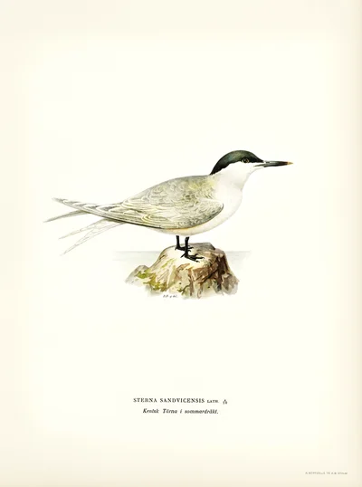 Sandwich Tern (Sterna sandvicensis) in Summer Plumage
