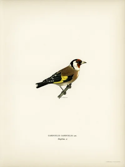 European Goldfinch (Carduelis carduelis)