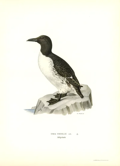 Common Murre (Uria Troille)