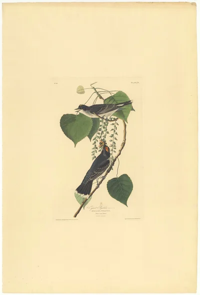 Eastern Kingbird (Muscicapa tyrannus), Plate 79 from The Birds of America