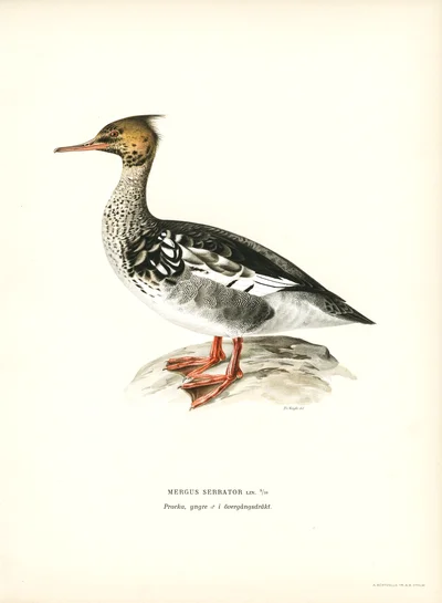 Illustration d'un harle huppé (Mergus serrator)