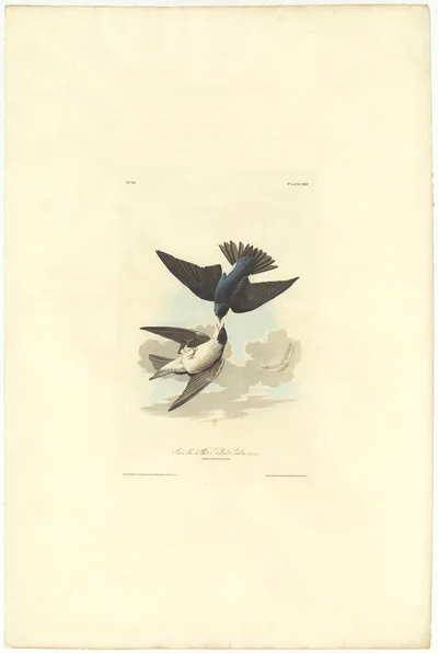 Tree Swallow or White-Bellied Swallow