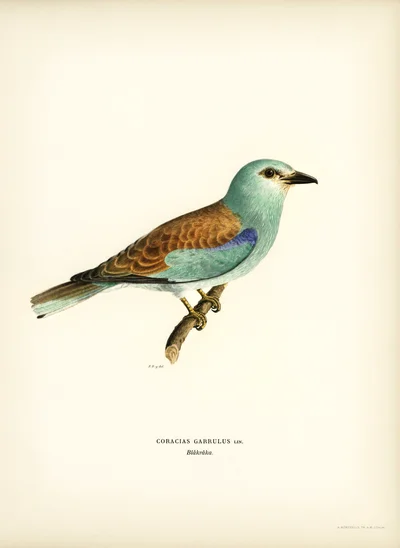European Roller (Coracias Garrulus)