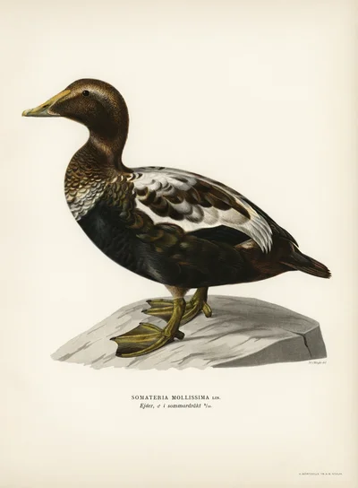 Common Eider (Somateria mollissima), Male in Summer Plumage